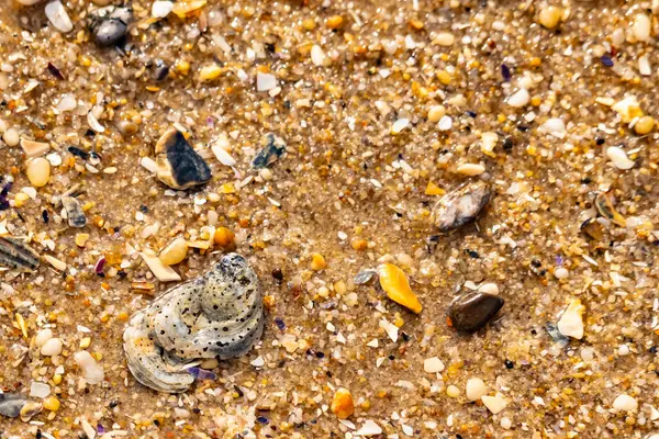 Gri ve siyah lekeli desenli bir istiridye kabuğu güneşli bir sahilde renkli çakıl taşları ve kum parçalarının karışımının ortasında yatar. Kıyı Bulgusu.