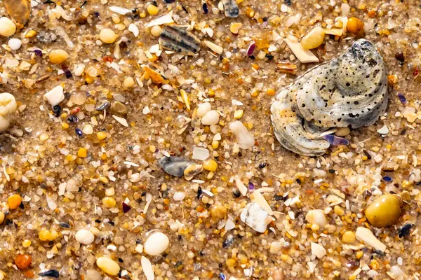 Gri ve siyah lekeli desenli bir istiridye kabuğu güneşli bir sahilde renkli çakıl taşları ve kum parçalarının karışımının ortasında yatar. Kıyı Bulgusu.