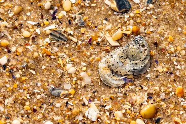 Gri ve siyah lekeli desenli bir istiridye kabuğu güneşli bir sahilde renkli çakıl taşları ve kum parçalarının karışımının ortasında yatar. Kıyı Bulgusu.