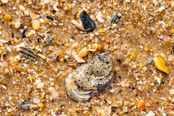 Gri ve siyah lekeli desenli bir istiridye kabuğu güneşli bir sahilde renkli çakıl taşları ve kum parçalarının karışımının ortasında yatar. Kıyı Bulgusu.