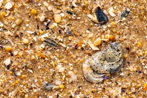 Gri ve siyah lekeli desenli bir istiridye kabuğu güneşli bir sahilde renkli çakıl taşları ve kum parçalarının karışımının ortasında yatar. Kıyı Bulgusu.