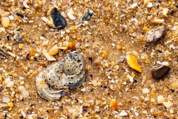 Gri ve siyah lekeli desenli bir istiridye kabuğu güneşli bir sahilde renkli çakıl taşları ve kum parçalarının karışımının ortasında yatar. Kıyı Bulgusu.
