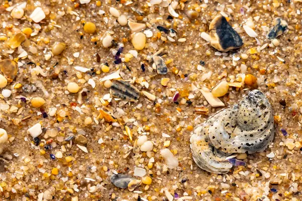 Gri ve siyah lekeli desenli bir istiridye kabuğu güneşli bir sahilde renkli çakıl taşları ve kum parçalarının karışımının ortasında yatar. Kıyı Bulgusu.