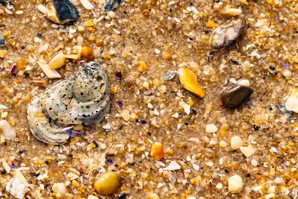 Gri ve siyah lekeli desenli bir istiridye kabuğu güneşli bir sahilde renkli çakıl taşları ve kum parçalarının karışımının ortasında yatar. Kıyı Bulgusu.