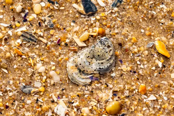 Gri ve siyah lekeli desenli bir istiridye kabuğu güneşli bir sahilde renkli çakıl taşları ve kum parçalarının karışımının ortasında yatar. Kıyı Bulgusu.