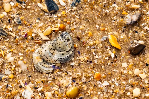 Gri ve siyah lekeli desenli bir istiridye kabuğu güneşli bir sahilde renkli çakıl taşları ve kum parçalarının karışımının ortasında yatar. Kıyı Bulgusu.
