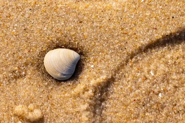 Issız, pürüzsüz, beyaz ve mavi deniz tarağı kabuğu kaba, altın kum üzerinde uzanır ve minimalist bir plaj sahnesi yaratır. Kumun dokusu kabuğun pürüzsüz yüzeyi ile çelişiyor..