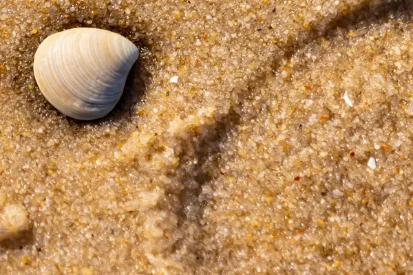 Issız, pürüzsüz, beyaz ve mavi deniz tarağı kabuğu kaba, altın kum üzerinde uzanır ve minimalist bir plaj sahnesi yaratır. Kumun dokusu kabuğun pürüzsüz yüzeyi ile çelişiyor..