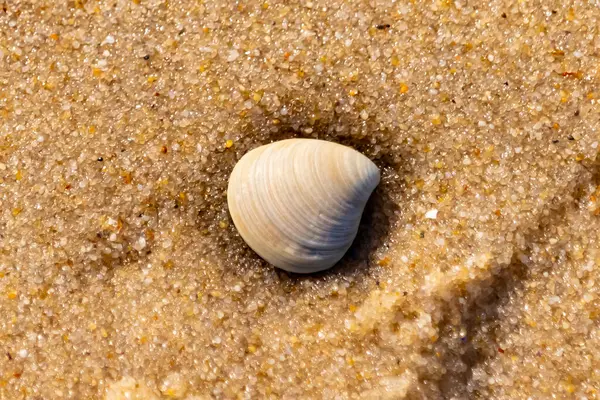 Issız, pürüzsüz, beyaz ve mavi deniz tarağı kabuğu kaba, altın kum üzerinde uzanır ve minimalist bir plaj sahnesi yaratır. Kumun dokusu kabuğun pürüzsüz yüzeyi ile çelişiyor..