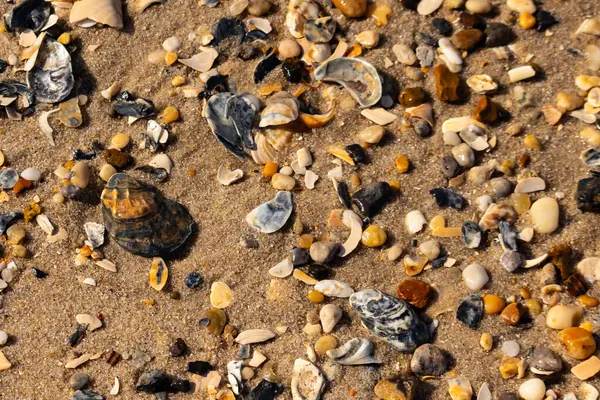 Detaylı bir yakın plan, renkli deniz kabukları, pürüzsüz çakıl taşları ve belirgin koyu renkli istiridye kabuğu parçalarıyla dağılmış desenli kumlu bir sahili ortaya çıkarıyor..