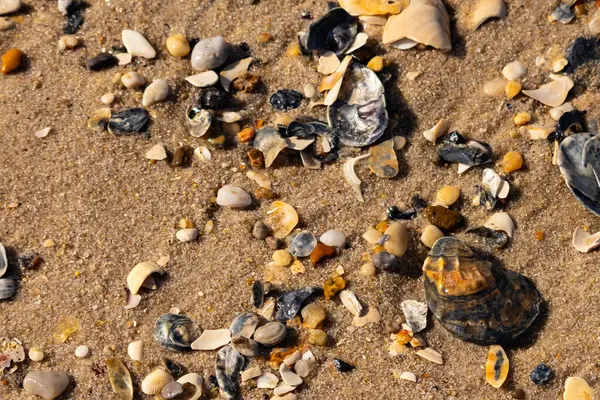 Detaylı bir yakın plan, renkli deniz kabukları, pürüzsüz çakıl taşları ve belirgin koyu renkli istiridye kabuğu parçalarıyla dağılmış desenli kumlu bir sahili ortaya çıkarıyor..