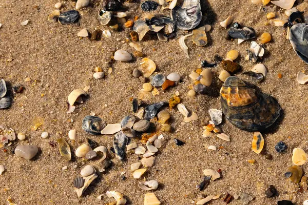Detaylı bir yakın plan, renkli deniz kabukları, pürüzsüz çakıl taşları ve belirgin koyu renkli istiridye kabuğu parçalarıyla dağılmış desenli kumlu bir sahili ortaya çıkarıyor..