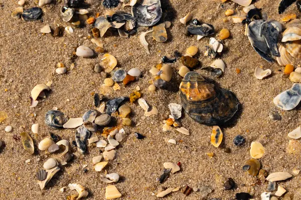 Detaylı bir yakın plan, renkli deniz kabukları, pürüzsüz çakıl taşları ve belirgin koyu renkli istiridye kabuğu parçalarıyla dağılmış desenli kumlu bir sahili ortaya çıkarıyor..