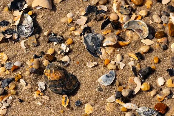 Detaylı bir yakın plan, renkli deniz kabukları, pürüzsüz çakıl taşları ve belirgin koyu renkli istiridye kabuğu parçalarıyla dağılmış desenli kumlu bir sahili ortaya çıkarıyor..