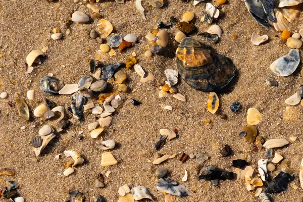 Detaylı bir yakın plan, renkli deniz kabukları, pürüzsüz çakıl taşları ve belirgin koyu renkli istiridye kabuğu parçalarıyla dağılmış desenli kumlu bir sahili ortaya çıkarıyor..