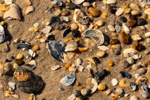 Detaylı bir yakın plan, renkli deniz kabukları, pürüzsüz çakıl taşları ve belirgin koyu renkli istiridye kabuğu parçalarıyla dağılmış desenli kumlu bir sahili ortaya çıkarıyor..