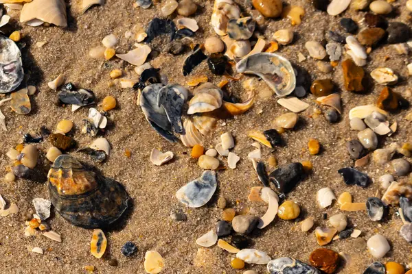 Detaylı bir yakın plan, renkli deniz kabukları, pürüzsüz çakıl taşları ve belirgin koyu renkli istiridye kabuğu parçalarıyla dağılmış desenli kumlu bir sahili ortaya çıkarıyor..