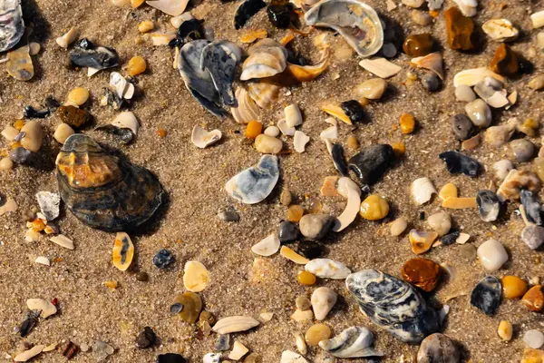 Detaylı bir yakın plan, renkli deniz kabukları, pürüzsüz çakıl taşları ve belirgin koyu renkli istiridye kabuğu parçalarıyla dağılmış desenli kumlu bir sahili ortaya çıkarıyor..