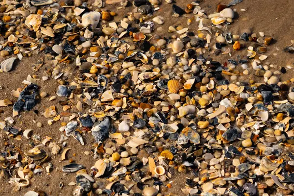 Canlı bir yakın plan, kumlu zemine dağılmış renkli deniz kabukları ve pürüzsüz çakıl taşlarıyla dolu desenli bir plaj sahnesini yakalar..
