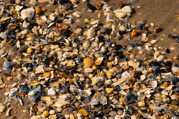 Canlı bir yakın plan, kumlu zemine dağılmış renkli deniz kabukları ve pürüzsüz çakıl taşlarıyla dolu desenli bir plaj sahnesini yakalar..