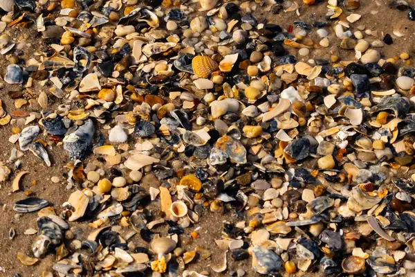 Canlı bir yakın plan, kumlu zemine dağılmış renkli deniz kabukları ve pürüzsüz çakıl taşlarıyla dolu desenli bir plaj sahnesini yakalar..