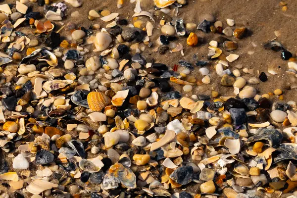 Canlı bir yakın plan, kumlu zemine dağılmış renkli deniz kabukları ve pürüzsüz çakıl taşlarıyla dolu desenli bir plaj sahnesini yakalar..