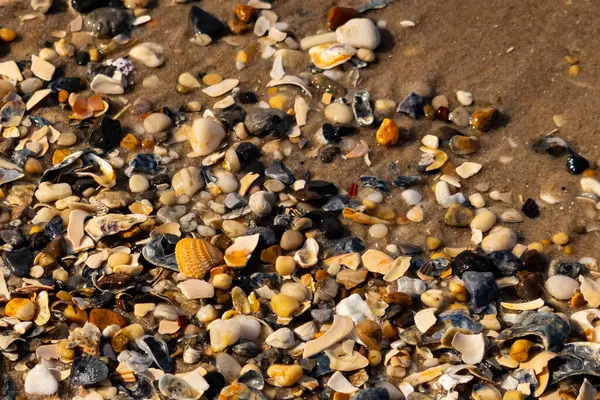 Canlı bir yakın plan, kumlu zemine dağılmış renkli deniz kabukları ve pürüzsüz çakıl taşlarıyla dolu desenli bir plaj sahnesini yakalar..