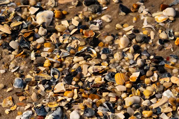 Canlı bir yakın plan, kumlu zemine dağılmış renkli deniz kabukları ve pürüzsüz çakıl taşlarıyla dolu desenli bir plaj sahnesini yakalar..