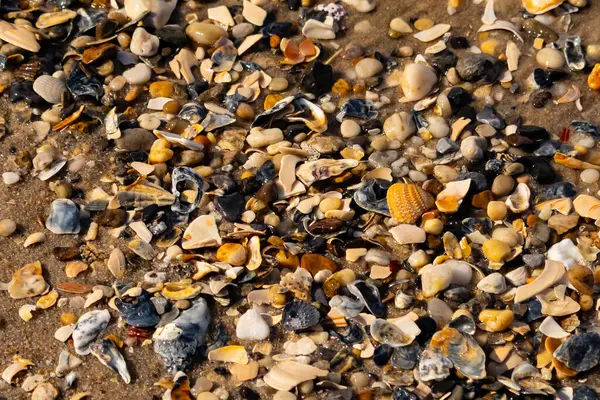 Canlı bir yakın plan, kumlu zemine dağılmış renkli deniz kabukları ve pürüzsüz çakıl taşlarıyla dolu desenli bir plaj sahnesini yakalar..