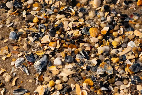 Canlı bir yakın plan, kumlu zemine dağılmış renkli deniz kabukları ve pürüzsüz çakıl taşlarıyla dolu desenli bir plaj sahnesini yakalar..