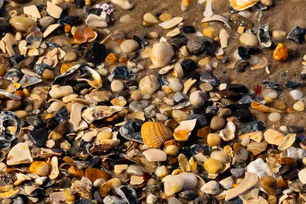 Canlı bir yakın plan, kumlu zemine dağılmış renkli deniz kabukları ve pürüzsüz çakıl taşlarıyla dolu desenli bir plaj sahnesini yakalar..