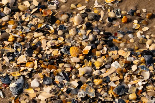 Canlı bir yakın plan, kumlu zemine dağılmış renkli deniz kabukları ve pürüzsüz çakıl taşlarıyla dolu desenli bir plaj sahnesini yakalar..