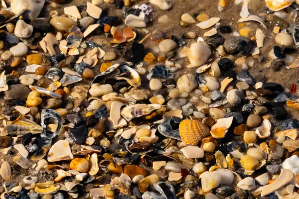 Canlı bir yakın plan, kumlu zemine dağılmış renkli deniz kabukları ve pürüzsüz çakıl taşlarıyla dolu desenli bir plaj sahnesini yakalar..