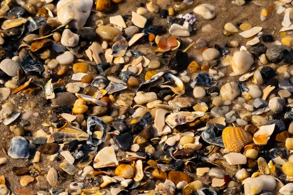 Canlı bir yakın plan, kumlu zemine dağılmış renkli deniz kabukları ve pürüzsüz çakıl taşlarıyla dolu desenli bir plaj sahnesini yakalar..