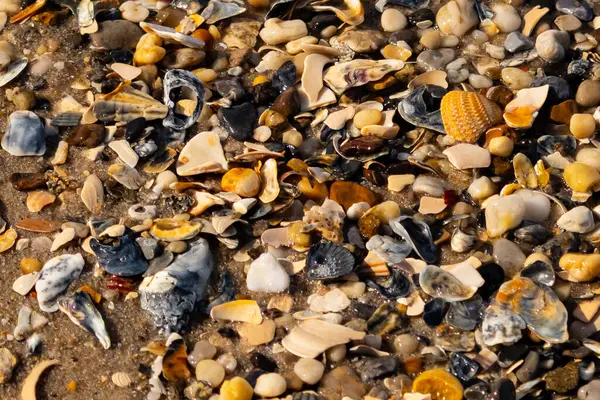 Canlı bir yakın plan, kumlu zemine dağılmış renkli deniz kabukları ve pürüzsüz çakıl taşlarıyla dolu desenli bir plaj sahnesini yakalar..