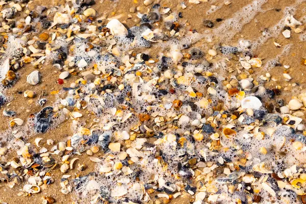 Canlı bir yakın plan, kumlu zemine dağılmış renkli deniz kabukları ve pürüzsüz çakıl taşlarıyla dolu desenli bir plaj sahnesini yakalar..