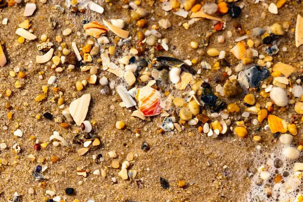 Kırmızımsı turuncu ve beyaz bir kabuğun canlı bir parçası kaba kumsala saçılmış çok sayıda daha küçük kabuk ve çakıl taşlarının arasında duruyor..