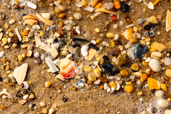 Kırmızımsı turuncu ve beyaz bir kabuğun canlı bir parçası kaba kumsala saçılmış çok sayıda daha küçük kabuk ve çakıl taşlarının arasında duruyor..