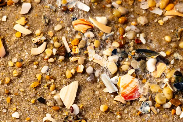 Kırmızımsı turuncu ve beyaz bir kabuğun canlı bir parçası kaba kumsala saçılmış çok sayıda daha küçük kabuk ve çakıl taşlarının arasında duruyor..