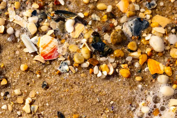 Kırmızımsı turuncu ve beyaz bir kabuğun canlı bir parçası kaba kumsala saçılmış çok sayıda daha küçük kabuk ve çakıl taşlarının arasında duruyor..