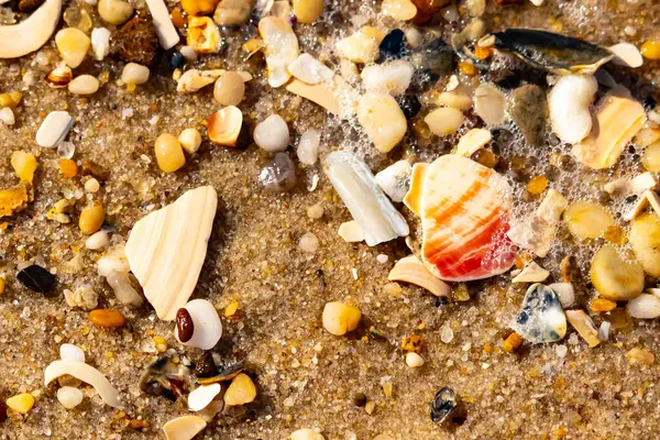 Kırmızımsı turuncu ve beyaz bir kabuğun canlı bir parçası kaba kumsala saçılmış çok sayıda daha küçük kabuk ve çakıl taşlarının arasında duruyor..