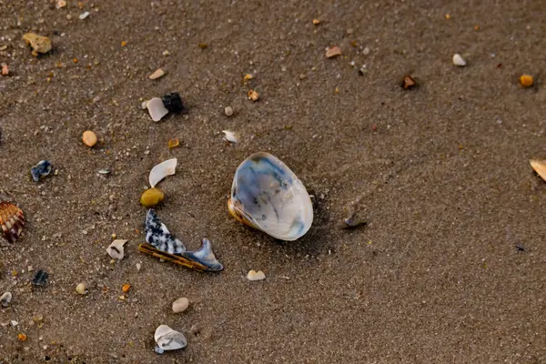 Yanardöner mavi ve beyaz bir kabuk, daha küçük, renkli kabuk parçaları ve çakıl taşları eşliğinde, kaba kum üzerinde durmaktadır. Plaj bulguları.