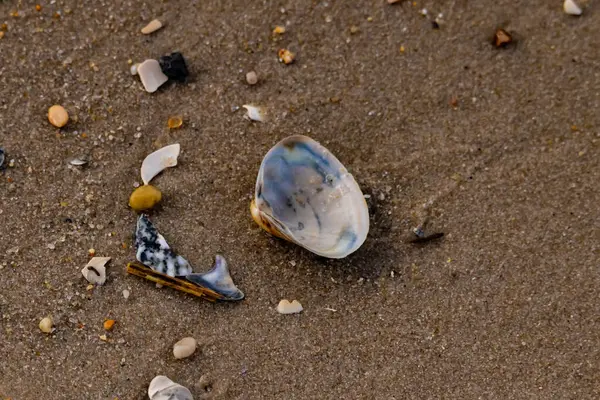Yanardöner mavi ve beyaz bir kabuk, daha küçük, renkli kabuk parçaları ve çakıl taşları eşliğinde, kaba kum üzerinde durmaktadır. Plaj bulguları.