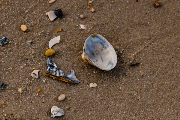 Yanardöner mavi ve beyaz bir kabuk, daha küçük, renkli kabuk parçaları ve çakıl taşları eşliğinde, kaba kum üzerinde durmaktadır. Plaj bulguları.