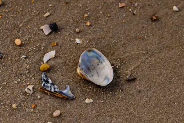 Yanardöner mavi ve beyaz bir kabuk, daha küçük, renkli kabuk parçaları ve çakıl taşları eşliğinde, kaba kum üzerinde durmaktadır. Plaj bulguları.