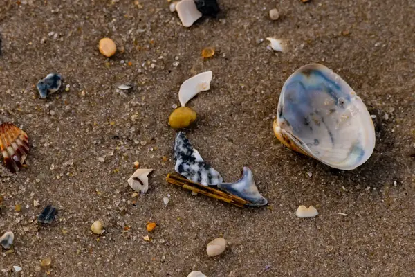 Yanardöner mavi ve beyaz bir kabuk, daha küçük, renkli kabuk parçaları ve çakıl taşları eşliğinde, kaba kum üzerinde durmaktadır. Plaj bulguları.
