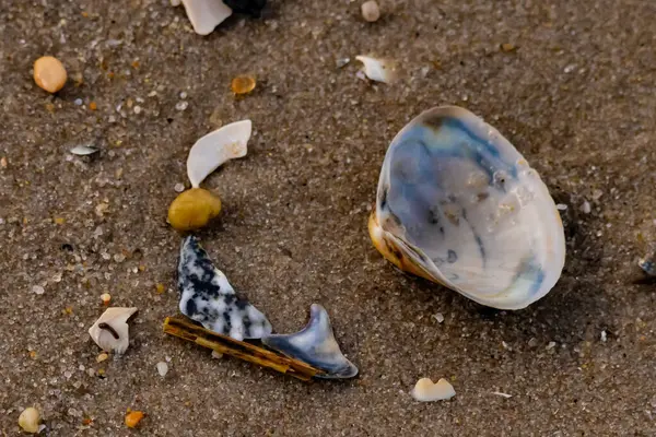 Yanardöner mavi ve beyaz bir kabuk, daha küçük, renkli kabuk parçaları ve çakıl taşları eşliğinde, kaba kum üzerinde durmaktadır. Plaj bulguları.