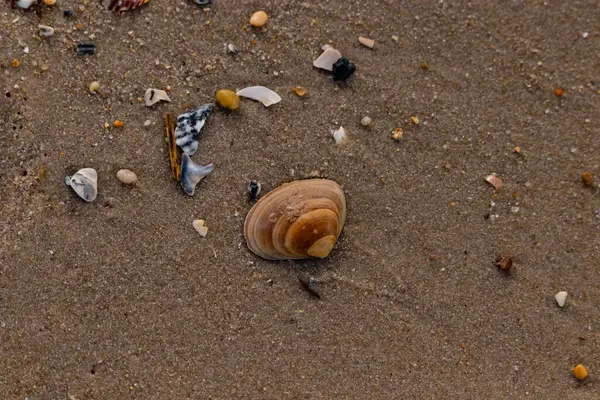 Bir deniz tarağı, muhtemelen Atlantik sörfü istiridyesi, dokulu kuma üzerine kuruludur. Pürüzsüz, bronzlaşmış ve kahverengi kabuğu zarif bir şekilde kıvrılır. Küçük molozlar kumlu yüzeyi dağıtır..