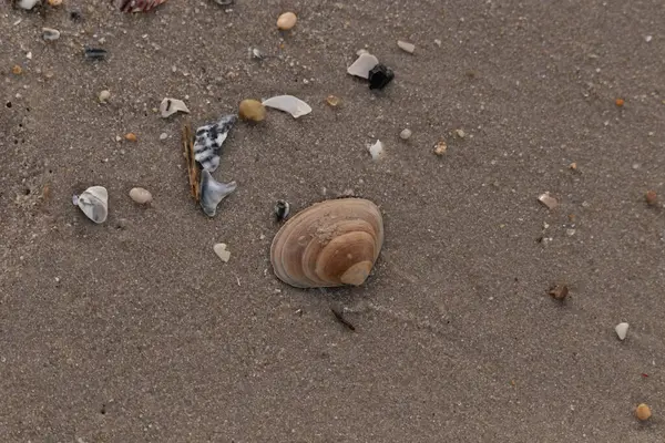 Bir deniz tarağı, muhtemelen Atlantik sörfü istiridyesi, dokulu kuma üzerine kuruludur. Pürüzsüz, bronzlaşmış ve kahverengi kabuğu zarif bir şekilde kıvrılır. Küçük molozlar kumlu yüzeyi dağıtır..