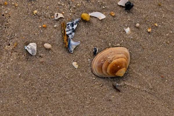 Bir deniz tarağı, muhtemelen Atlantik sörfü istiridyesi, dokulu kuma üzerine kuruludur. Pürüzsüz, bronzlaşmış ve kahverengi kabuğu zarif bir şekilde kıvrılır. Küçük molozlar kumlu yüzeyi dağıtır..